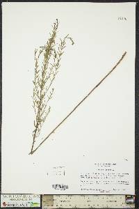 Lythrum lineare image