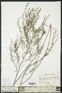 Lythrum lineare image