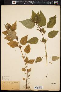 Circaea canadensis image