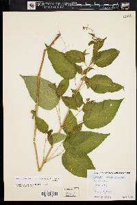 Circaea canadensis image