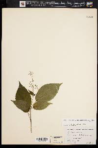 Circaea canadensis image