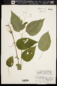 Circaea canadensis image