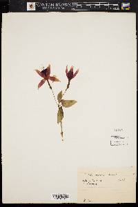 Fuchsia coccinea image