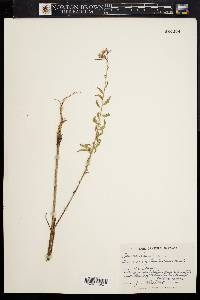 Oenothera gaura image