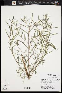 Ludwigia linearis image