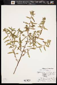 Ludwigia sphaerocarpa image