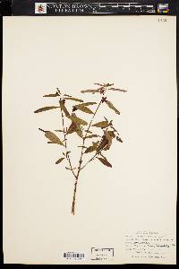 Ludwigia sphaerocarpa image