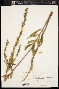 Oenothera parviflora image