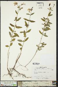 Rhexia virginica image