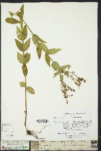 Rhexia virginica image