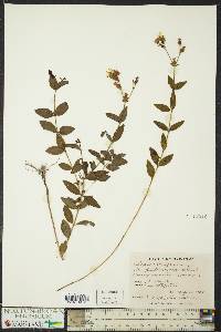 Rhexia virginica image