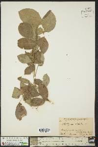 Staphylea trifolia image