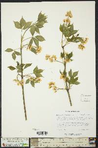 Staphylea trifolia image