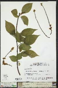 Stachyurus praecox image