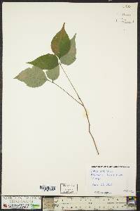 Toxicodendron radicans subsp. radicans image