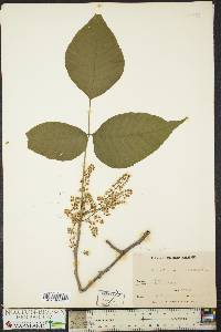 Toxicodendron pubescens image