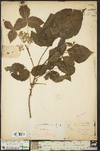 Toxicodendron radicans subsp. radicans image