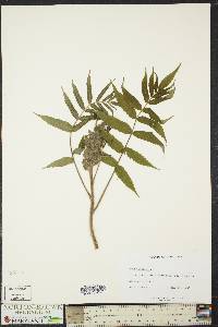 Rhus typhina image