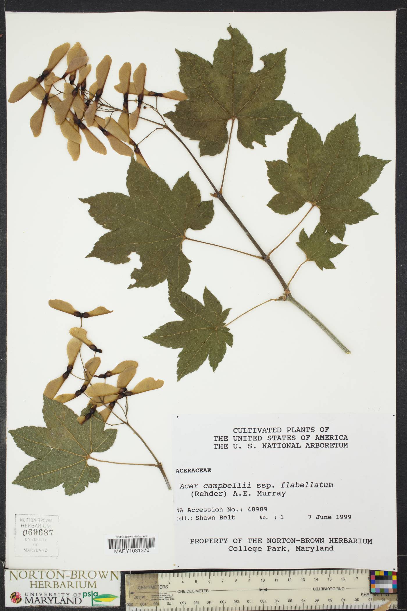 Acer campbellii image