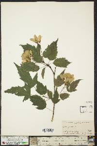 Acer ginnala image