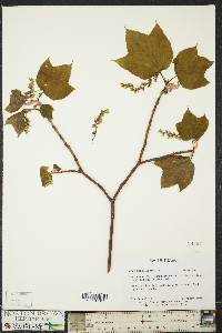 Acer pensylvanicum image