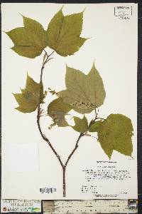 Acer pensylvanicum image