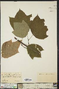 Acer pensylvanicum image