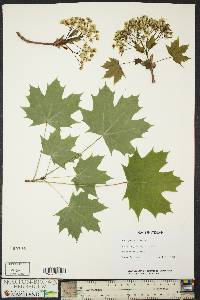 Acer platanoides image