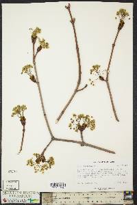 Acer platanoides image