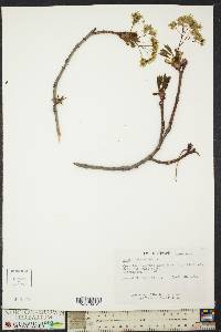 Acer platanoides image