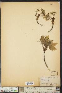 Acer platanoides image