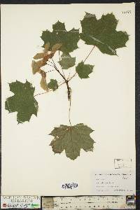 Acer platanoides image