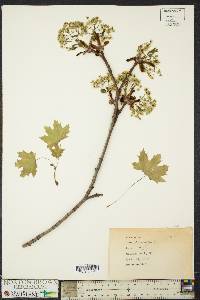 Acer platanoides image