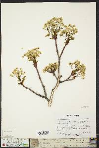 Acer platanoides image