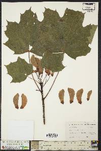 Acer platanoides image