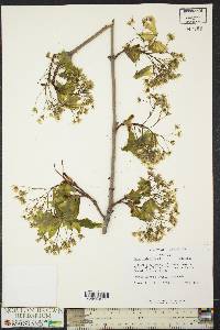 Acer platanoides image