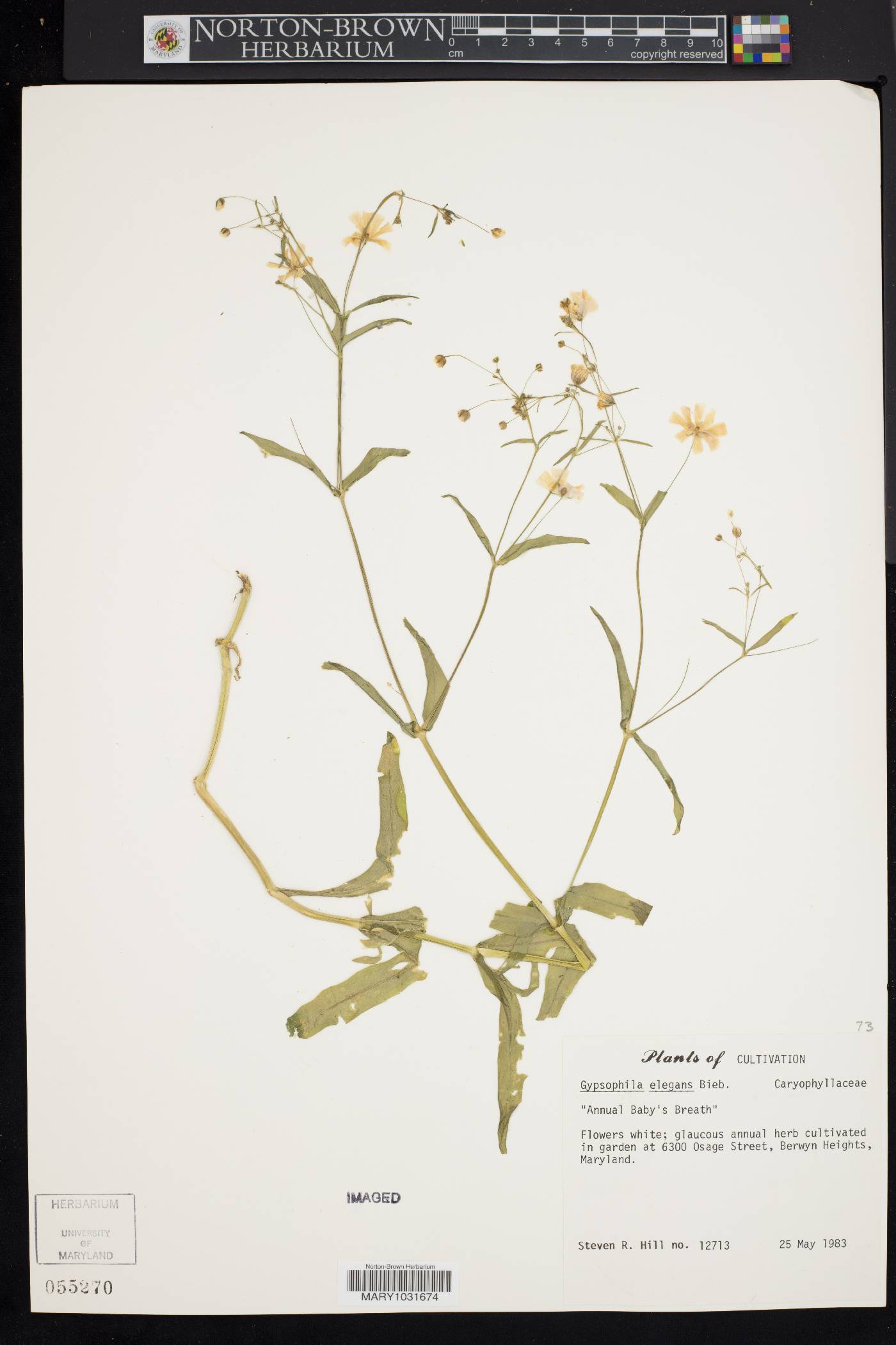 Gypsophila elegans image