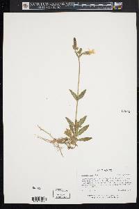 Silene latifolia image