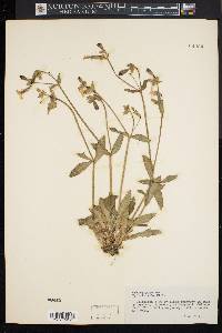 Silene latifolia image