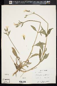 Silene latifolia image