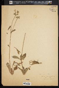 Silene latifolia image