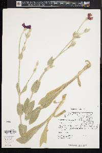 Silene coronaria image