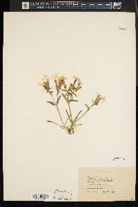 Silene caroliniana image