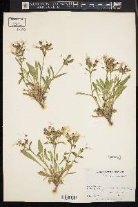 Silene caroliniana image