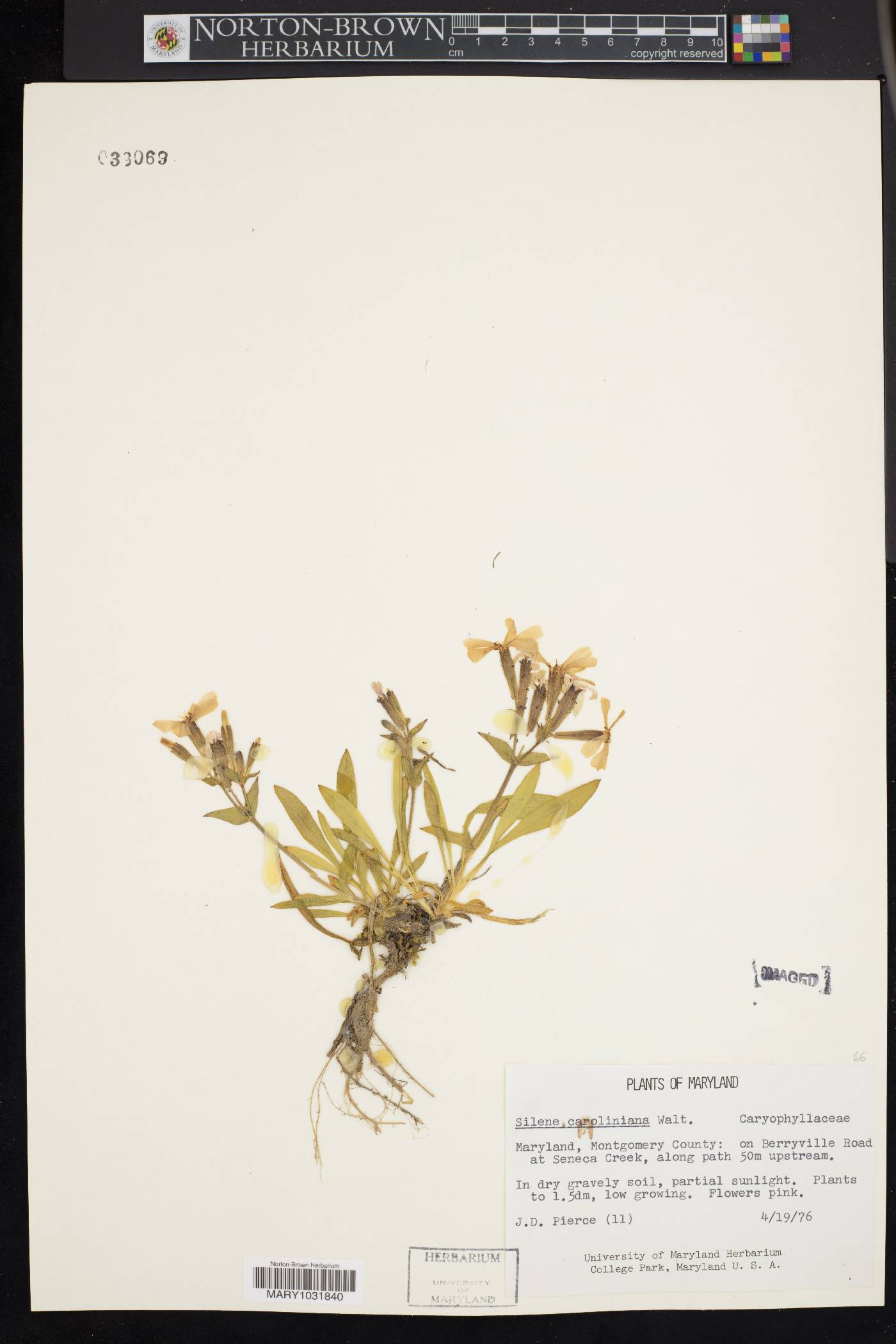 Silene caroliniana image