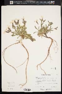 Silene caroliniana subsp. pensylvanica image