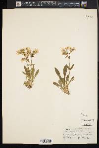 Silene caroliniana image