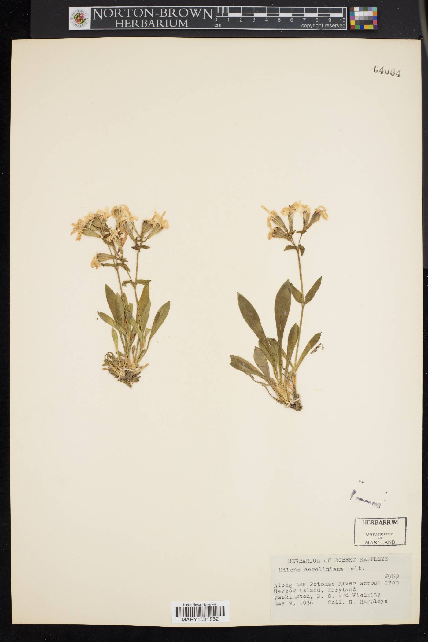 Silene caroliniana image
