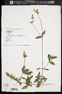 Silene latifolia image