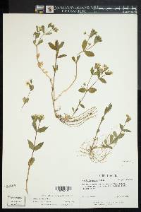 Stellaria pubera image